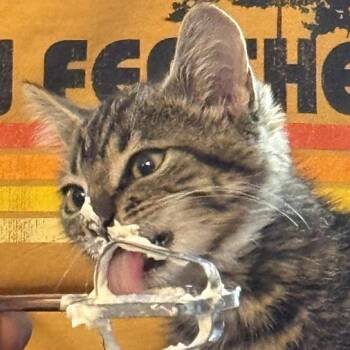 Georgie -  Domestic Medium Hair Cat for Adoption in Rochester, Minnesota - Georgie | PetCurious