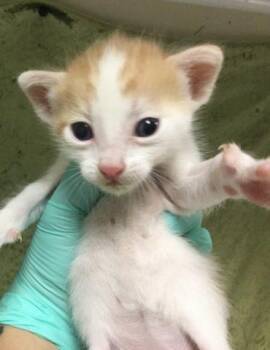 Domestic Short Hair Cats Available for Adoption in Riverside, California - PUMPKIN | PetCurious