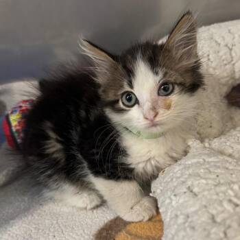 Atlanta -  Domestic Short Hair Cat for Adoption in Los Angeles, California - Atlanta | PetCurious