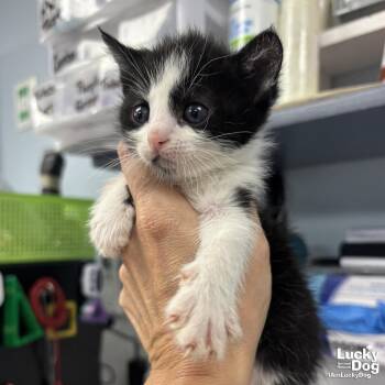 Domestic Short Hair Cats Available for Adoption in Washington, District Of Columbia - Foxy | PetCurious