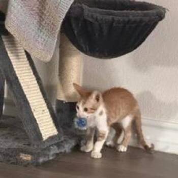 Fanta -  Tabby Cat for Adoption in San Antonio, Texas - Fanta | PetCurious