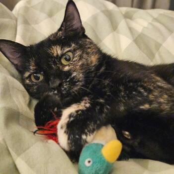 Rescue Tortoiseshell and Tabby Cats for Adoption in Philadelphia, Pennsylvania - Petra | PetCurious