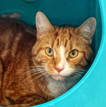 Ripkin (M) and Athena (F) -  Domestic Short Hair Cat Available for Adoption in Fairfax, Virginia - Ripkin (M) And Athena (F) | PetCurious