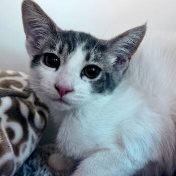 Domestic Short Hair Cats Available for Adoption in Oakland, California - Jimin | PetCurious