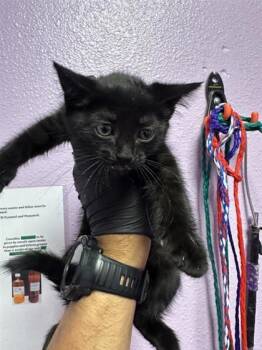 Domestic Short Hair Cats Available for Adoption in El Paso, Texas - 60904510 | PetCurious