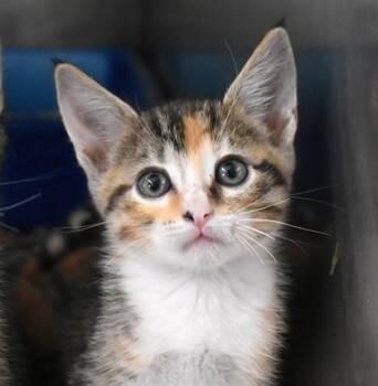 Rescue Domestic Short Hair Cats for Adoption in Flagstaff, Arizona - Hex | PetCurious