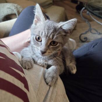 Ricky -  Domestic Short Hair Cat for Adoption in Fairfax, Virginia - Ricky | PetCurious