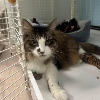Chelsea -  Domestic Long Hair Cat for Adoption in Margate, Florida - Chelsea | PetCurious