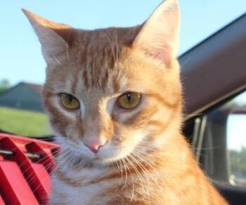 Rescue Tabby Cats for Adoption in Jeffersontown, Kentucky - Tiberius | PetCurious