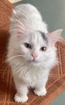 Extra Toes Cat Hemingway Polydactyl and Munchkin Cats Available for Adoption - Sophia | PetCurious