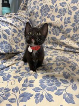 Loki -  Domestic Short Hair Cat for Adoption in Lovingston, Virginia - Loki | PetCurious