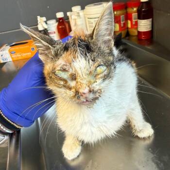 TUSC-Stray-85819 -  Domestic Short Hair Cat for Adoption in Tuscaloosa, Alabama - TUSC-Stray-85819 | PetCurious