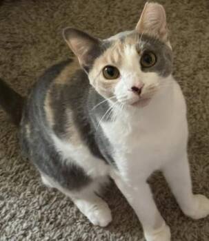 Angel -  Domestic Short Hair Cat for Adoption in Savannah, Georgia - Angel | PetCurious