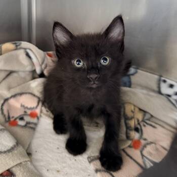 Cedar -  Domestic Short Hair Cat for Adoption in Palm Springs, California - Cedar | PetCurious