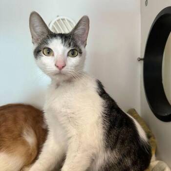 Jacob -  Domestic Short Hair Cat for Adoption in Matteson, Illinois - Jacob | PetCurious