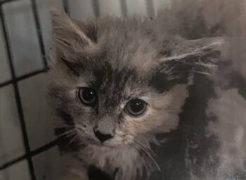 Rescue Domestic Long Hair Cats for Adoption in Fort Madison, Iowa - Serena | PetCurious