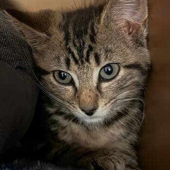 Tea -  Domestic Short Hair Cat for Adoption in Middlebury, Vermont - Tea | PetCurious