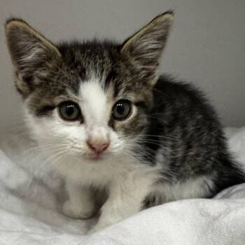 Wynn -  Domestic Short Hair Cat for Adoption in Defiance, Ohio - Wynn | PetCurious