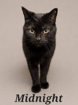 Midnight -  Domestic Short Hair Cat Available for Adoption in Monroeville, Pennsylvania - Midnight | PetCurious