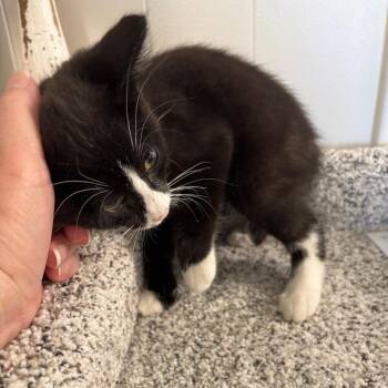 Jackpot -  Domestic Short Hair Cat for Adoption in Granville, Ohio - Jackpot | PetCurious