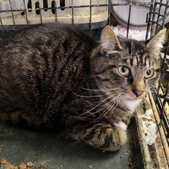 Domestic Short Hair Cats Available for Adoption in Washington, Pennsylvania - Mittens | PetCurious