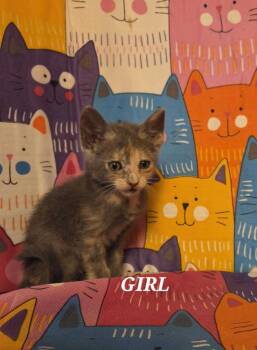 Rescue Domestic Short Hair Cats for Adoption in New Braunfels, Texas - Princess Cadence | PetCurious