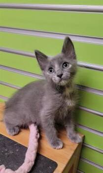 MARIOTT -  Domestic Short Hair Cat Available for Adoption in St. Peters, Missouri - MARIOTT | PetCurious