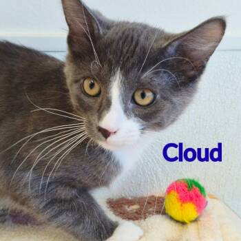 Cloud -  Domestic Short Hair Cat for Adoption in North Saint Paul, Minnesota - Cloud | PetCurious