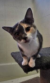 Rescue Domestic Short Hair Cats for Adoption in Jemez Pueblo, New Mexico - Shaylee | PetCurious