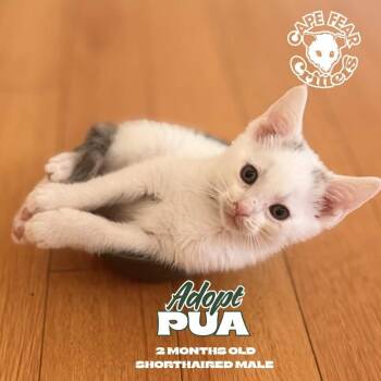 Pua -  Domestic Short Hair Cat for Adoption in Wilmington, North Carolina - Pua | PetCurious