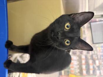 Rescue Domestic Short Hair Cats for Adoption in El Reno, Oklahoma - Macy | PetCurious