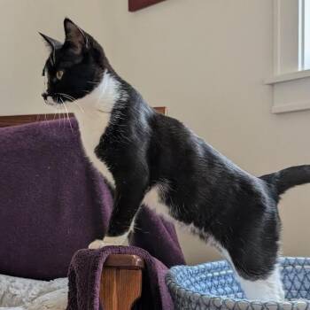 Domestic Short Hair Cats Available for Adoption - Simon | PetCurious