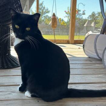 Bruschetta -  Domestic Short Hair Cat Available for Adoption in Freeport, Florida - Bruschetta | PetCurious