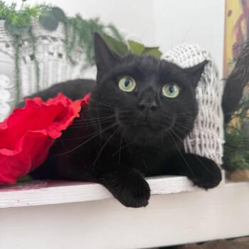 Paper Wind 56072 -  Domestic Short Hair Cat for Adoption in Eaton Rapids, Michigan - Paper Wind 56072 | PetCurious
