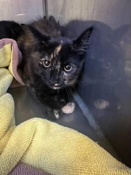 FRECKLE* -  Domestic Medium Hair Cat for Adoption in Santa Cruz, California - FRECKLE* | PetCurious