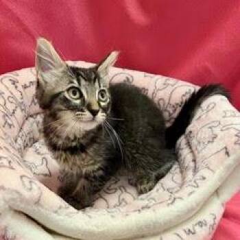 Suez -  Tabby Cat for Adoption in Green Valley, Arizona - Suez | PetCurious