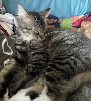 Blaze -  Domestic Short Hair Cat for Adoption in St. Cloud, Minnesota - Blaze | PetCurious