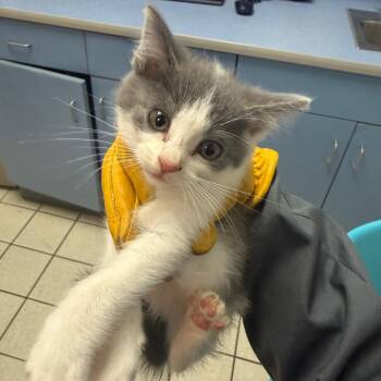 Codie -  Domestic Medium Hair Cat for Adoption in Charleston, West Virginia - Codie | PetCurious
