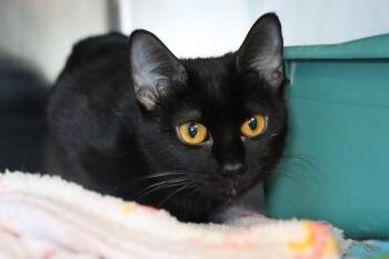 Domestic Short Hair Cats Available for Adoption - CatDog | PetCurious