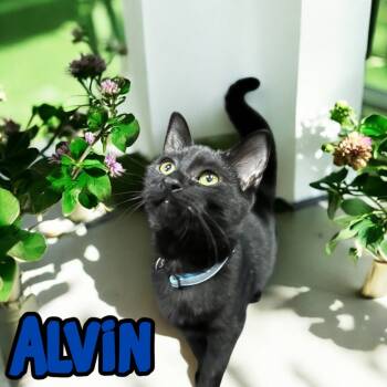 Rescue Domestic Medium Hair Cats for Adoption in Jim Thorpe, Pennsylvania - Alvin | PetCurious