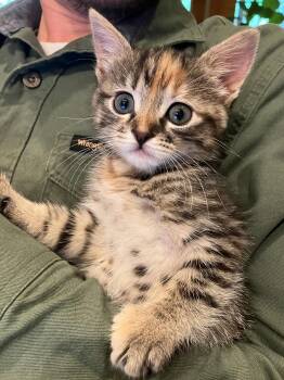 Dolly -  Torbie Cat for Adoption in Grand Prairie, Texas - Dolly | PetCurious