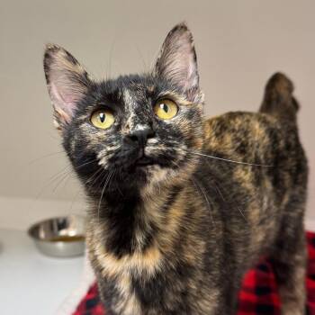 Domestic Short Hair Cats Available for Adoption in Champaign, Illinois - Mara | PetCurious