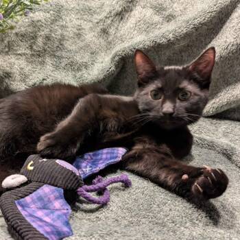 Salem -  Domestic Short Hair Cat for Adoption in Medina, Ohio - Salem | PetCurious