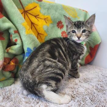 LeeLee -  Domestic Short Hair Cat for Adoption in Fort Wayne, Indiana - LeeLee | PetCurious