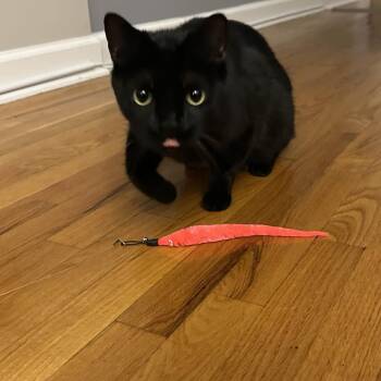Rescue Domestic Short Hair Cats for Adoption in Evanston, Illinois - Monte Cristo | PetCurious