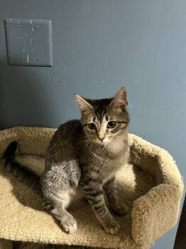 Rescue Domestic Short Hair Cats for Adoption in Loveland, Ohio - David | PetCurious