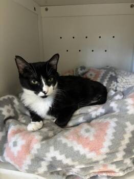 Posh -  Domestic Short Hair Cat for Adoption in Kalamazoo, Michigan - Posh | PetCurious
