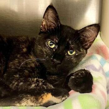 Domestic Short Hair Cats Available for Adoption in Walnut Creek, California - Tangerine | PetCurious