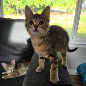 Sky (Yellow) -  Domestic Short Hair Cat for Adoption in Belfair, Washington - Sky (Yellow) | PetCurious
