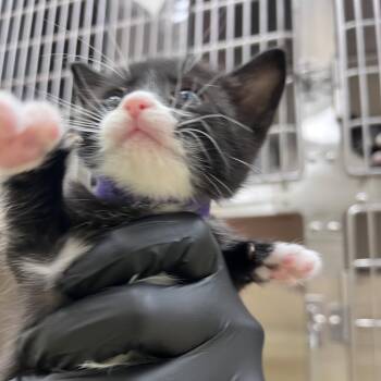 Teams (purple) -  Domestic Short Hair Cat for Adoption in Winston-salem, North Carolina - Teams (purple) | PetCurious